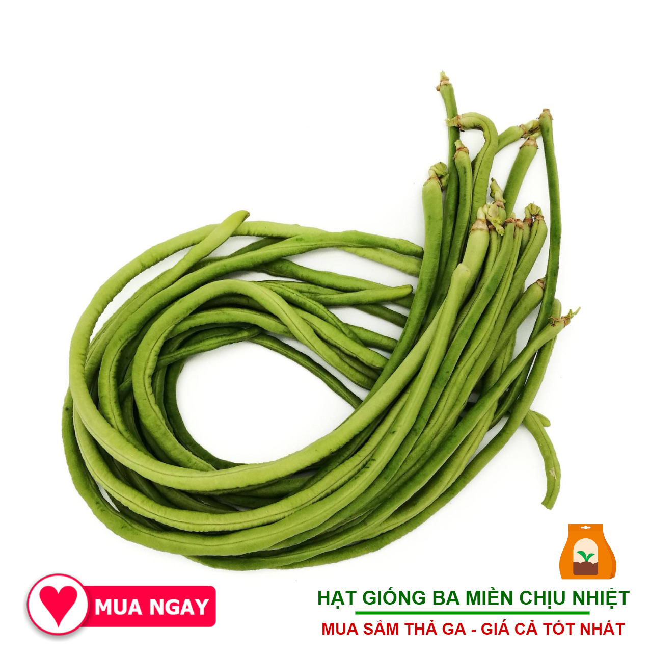 Hạt Giống Đậu Đũa Trái Xanh Trang Nông