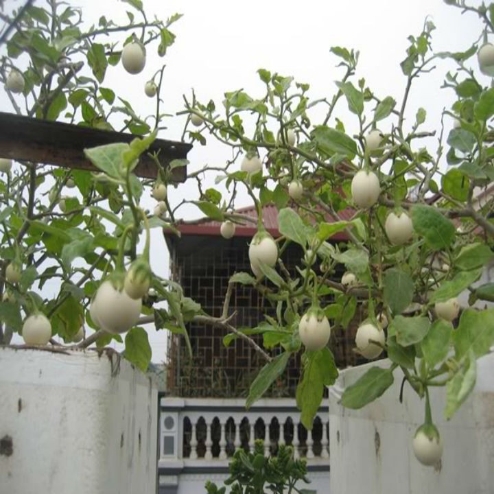 Hạt giống cà pháo trắng LUCKY SEEDS-2gr
