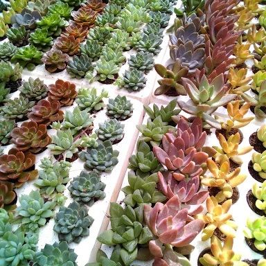 5h Hạt Giống Sen Đá Mỹ Mix Mini - TaNe Garden