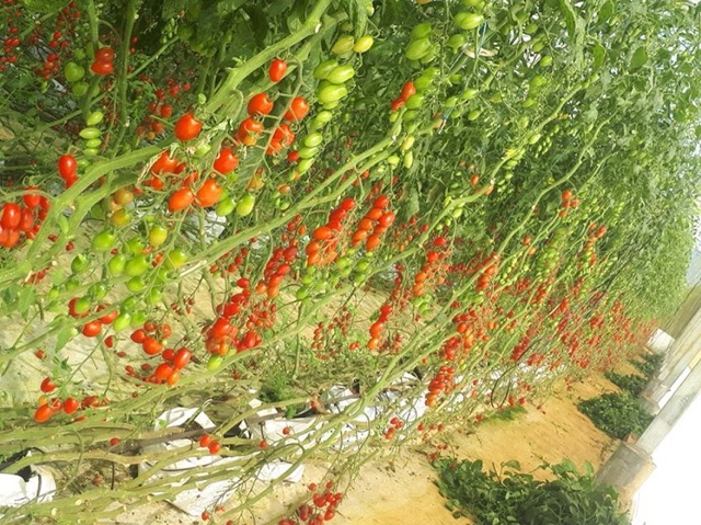 Hạt Giống Cà Chua Chịu Nhiệt Sugar Cherry