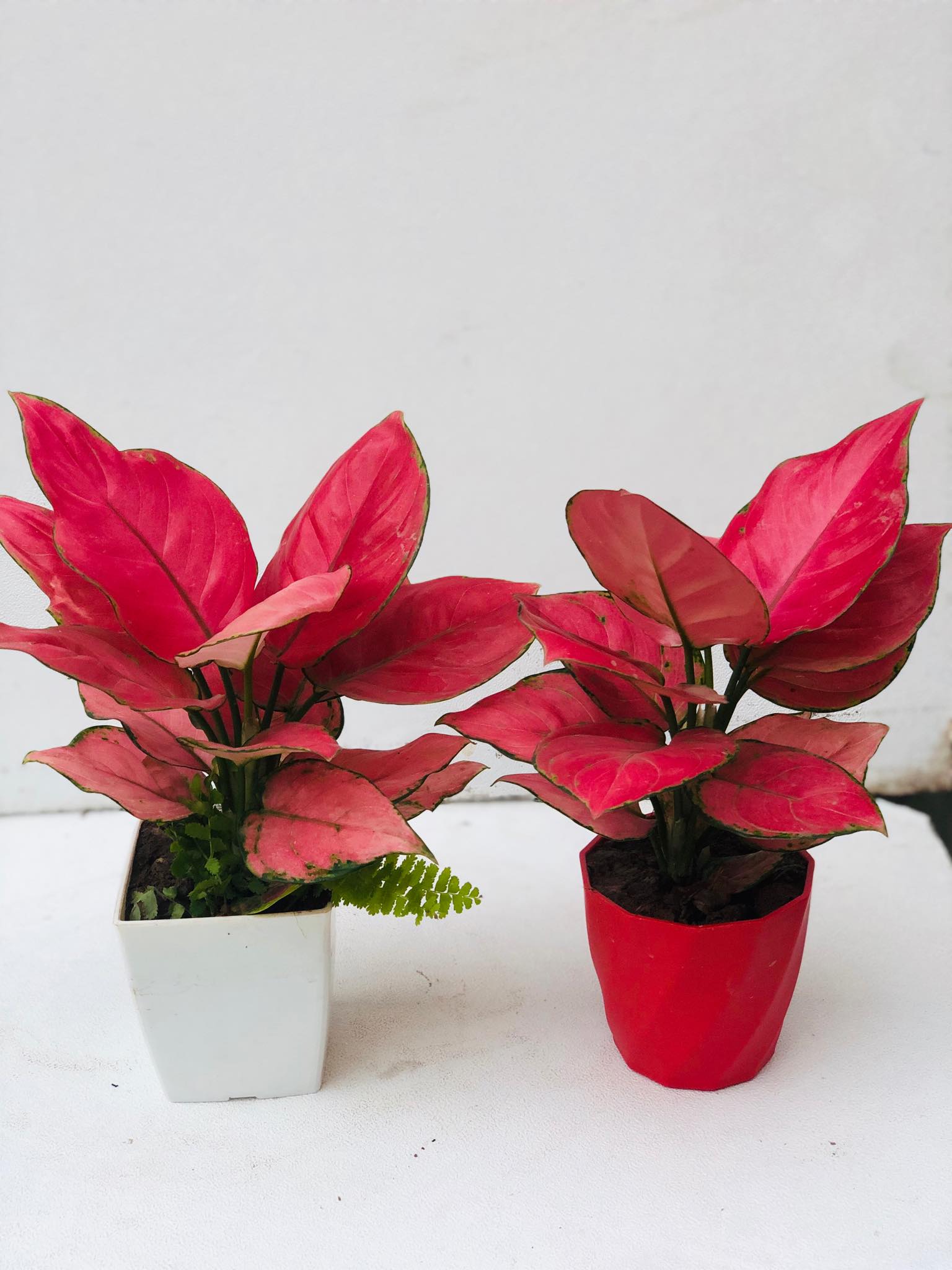 Cây vạn lộc đỏ (Cây hồng lộc) - Cây phong thủy để bàn