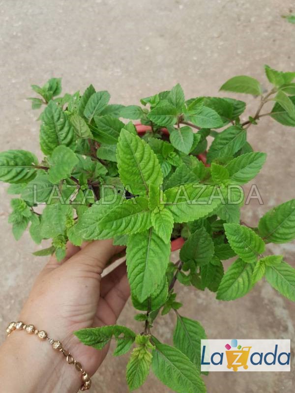 200.HẠT Hạt Giống Sương Sáo Thạch Đen (| C26*X59)