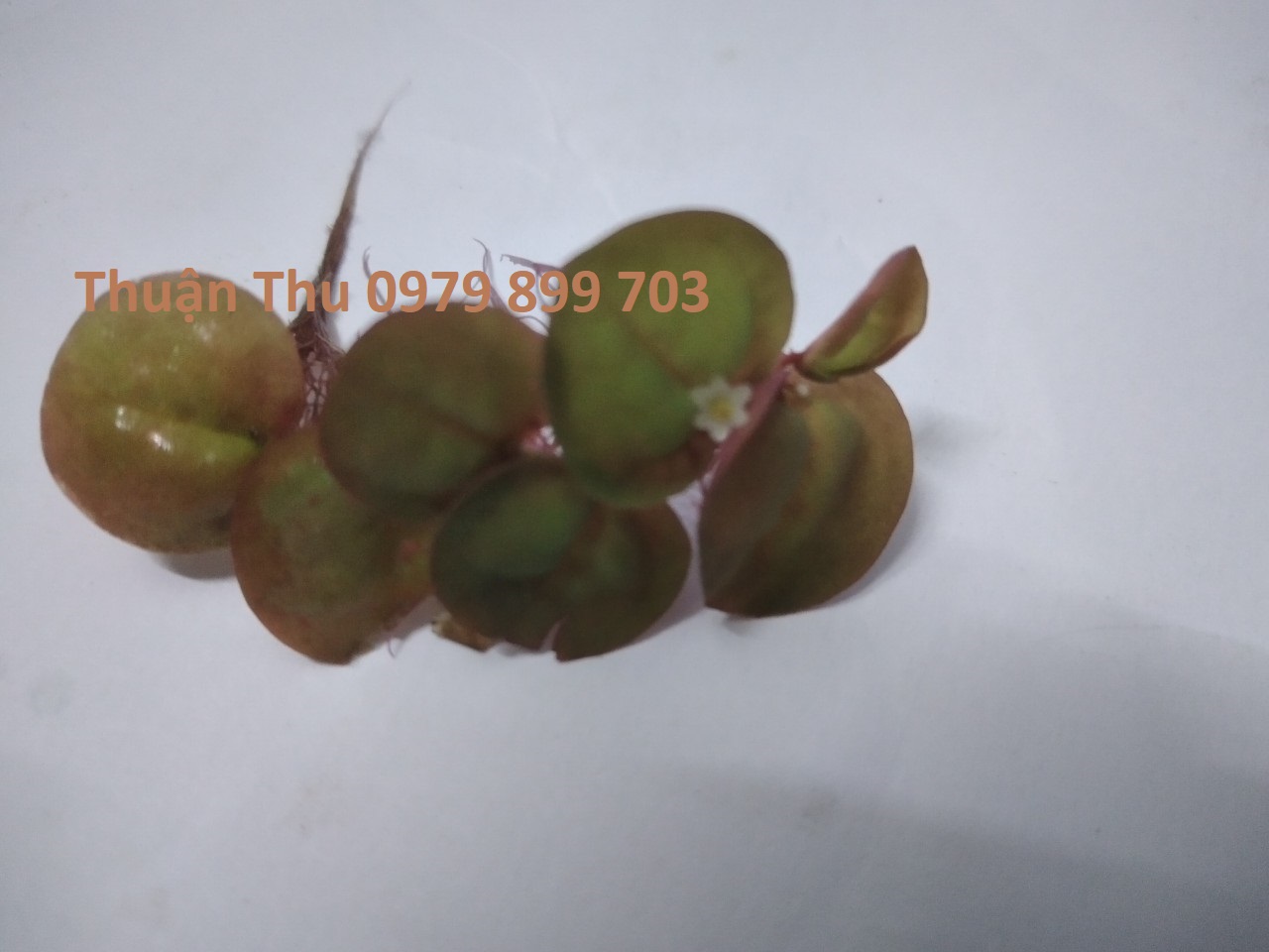 Bèo rễ đỏ - Cây thủy sinh - Red Root Floater