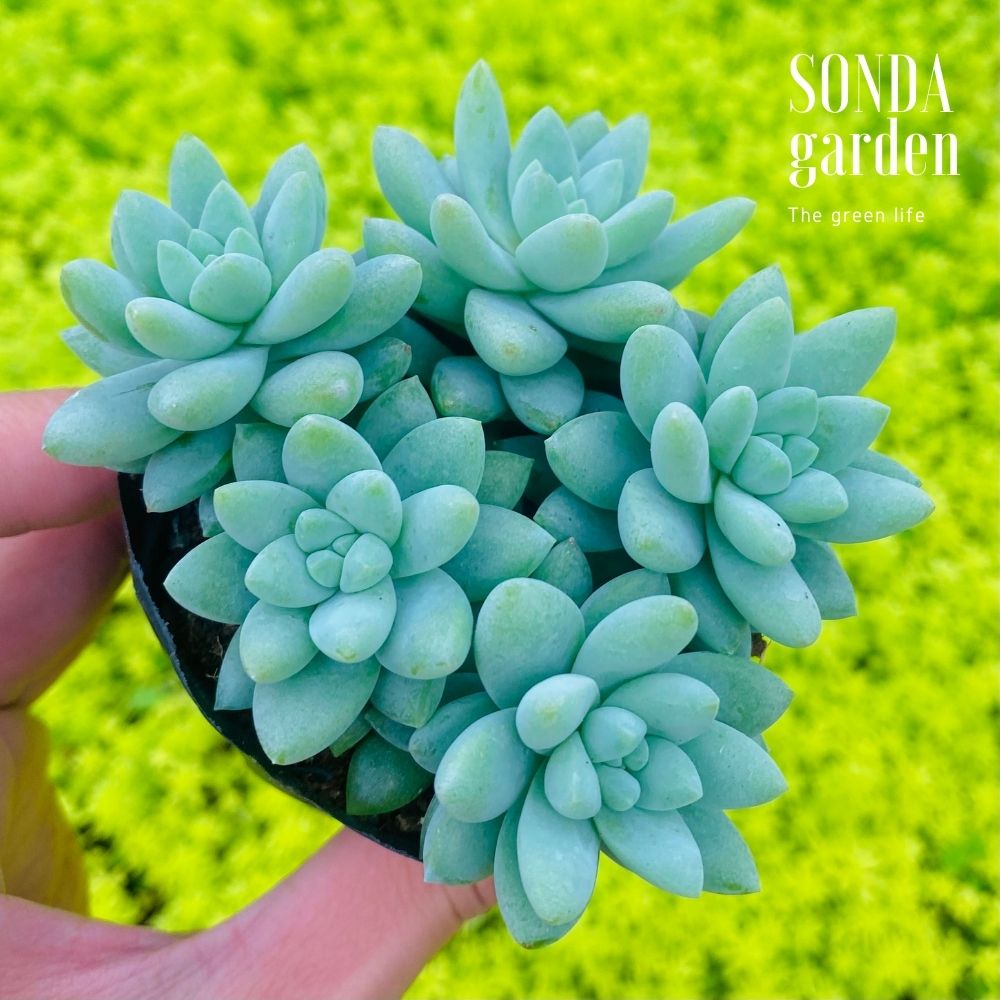 SEN ĐÁ CHUỖI NGỌC LAM SIZE BÉ LỖI 1 ĐỔI 1