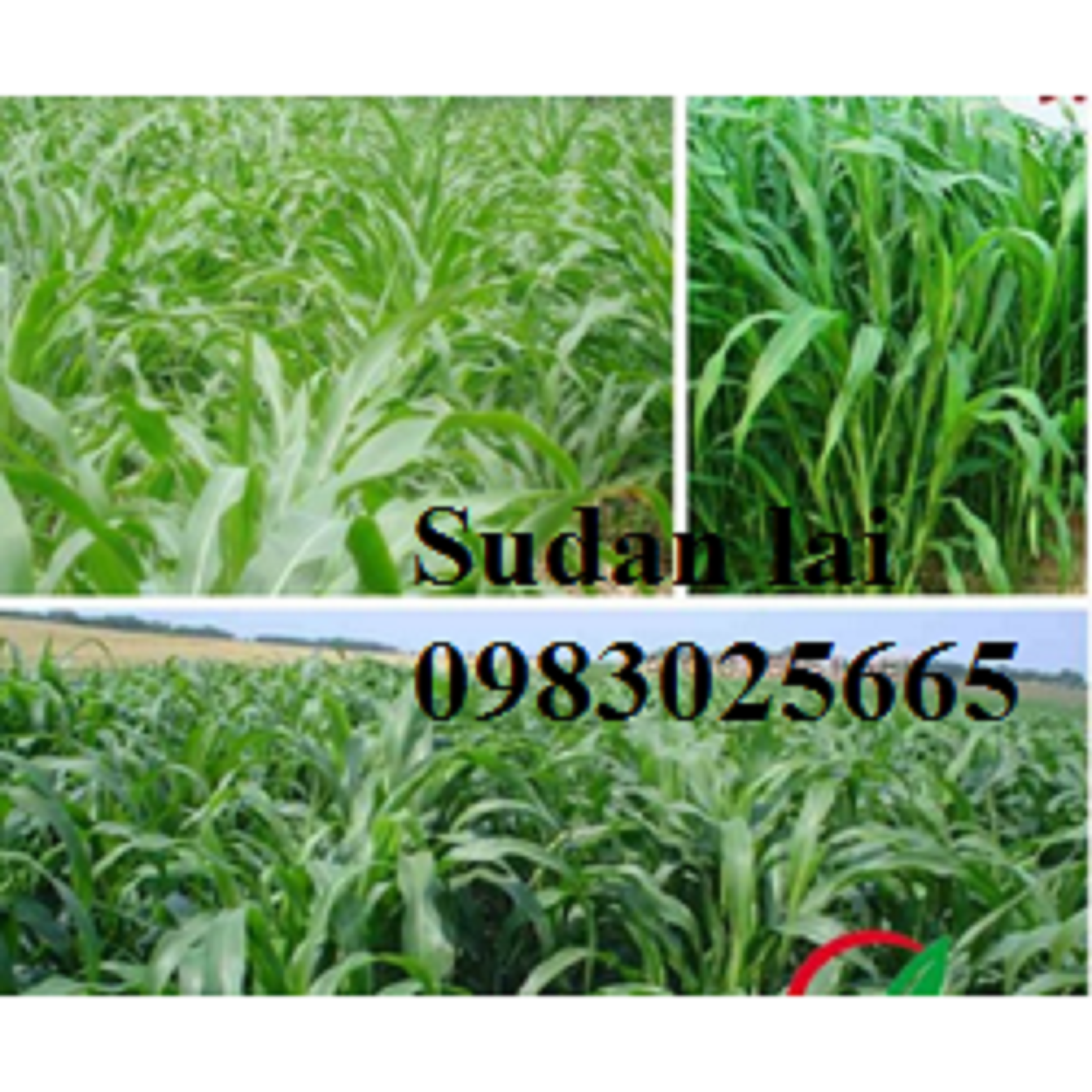 100g Hạt giống cỏ chăn nuôi Sudan lai