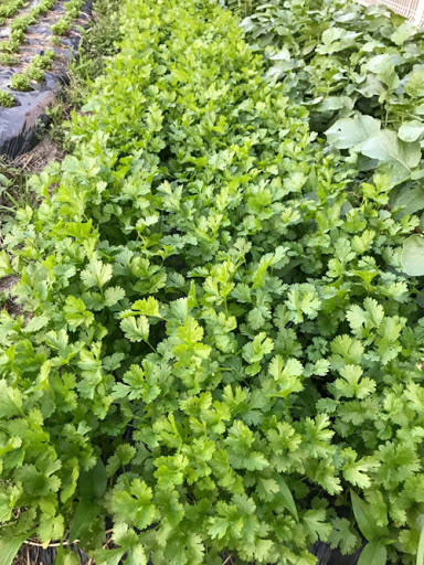 Hạt Giống Ngò Hạt Lớn Pháp - Gói 20gr