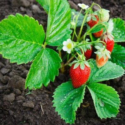0.05gram Hạt Giống Dâu Tây Đỏ Sai Trái