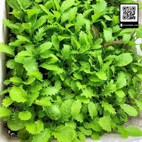 1KG Hạt giống Cải Mèo