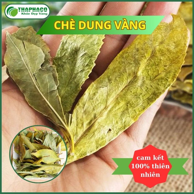 Chè Dung Vàng Sấy Khô Túi Lớn Loại 1kg - Hàng Sạch Xanh Chất Lượng Cao Giá Tốt - Thảo Dược THAPHACO
