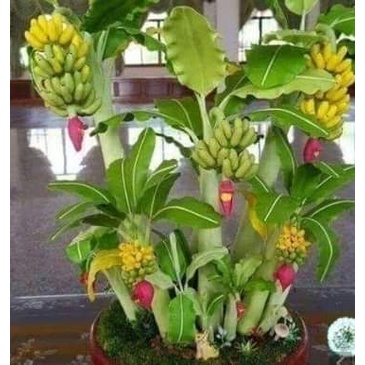 chuối cảnh mini ( trồng tiểu cảnh + có quả ăn được ạ )