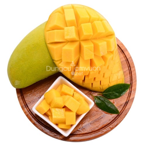 Cây Xoài Cát Hòa Lộc Giống