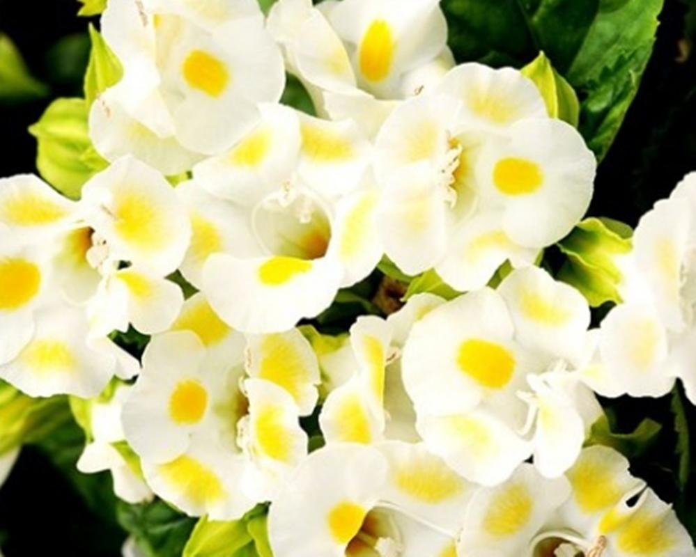 Hạt giống hoa Tố liên (Mắt nai)