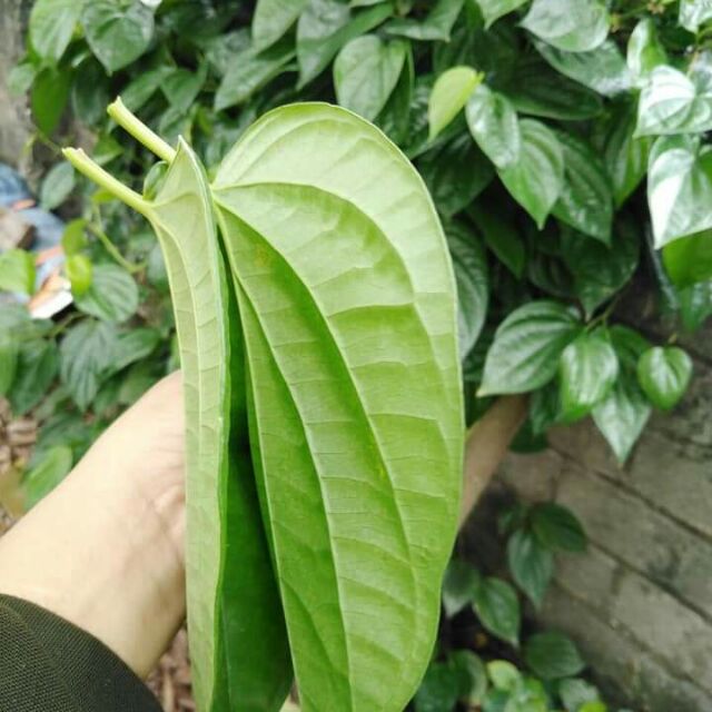 [HCM]Lá trầu ăn Bà Điểm 0.5kg [TPHCM]