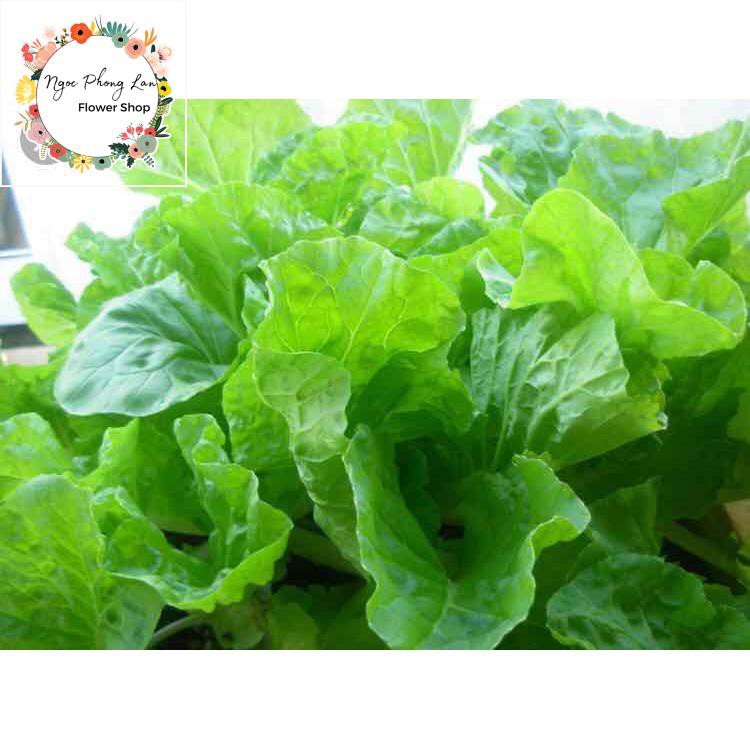 Giống Cải Bẹ Dún - Gói 10 Gram