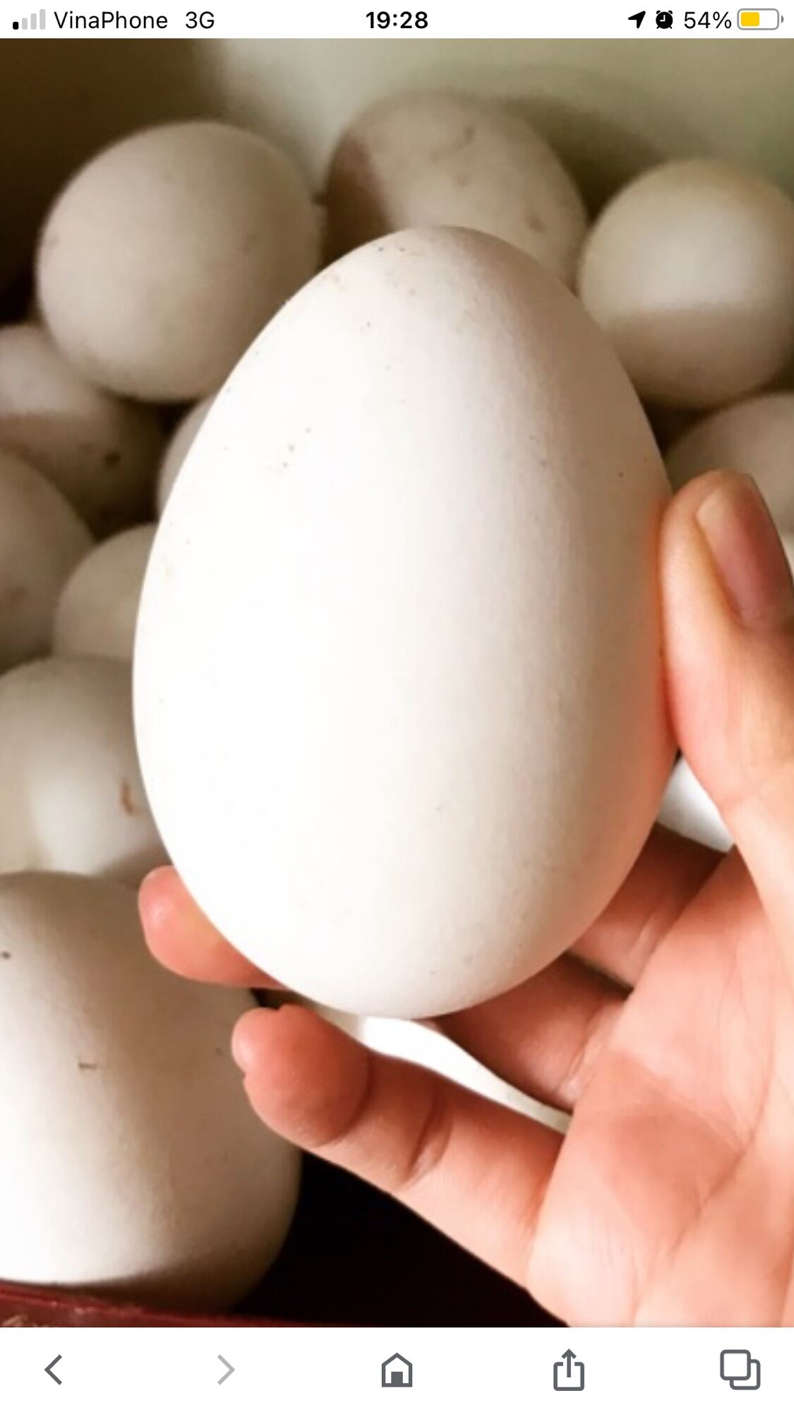 Trứng Ngỗng Sạch Nhà Nuôi