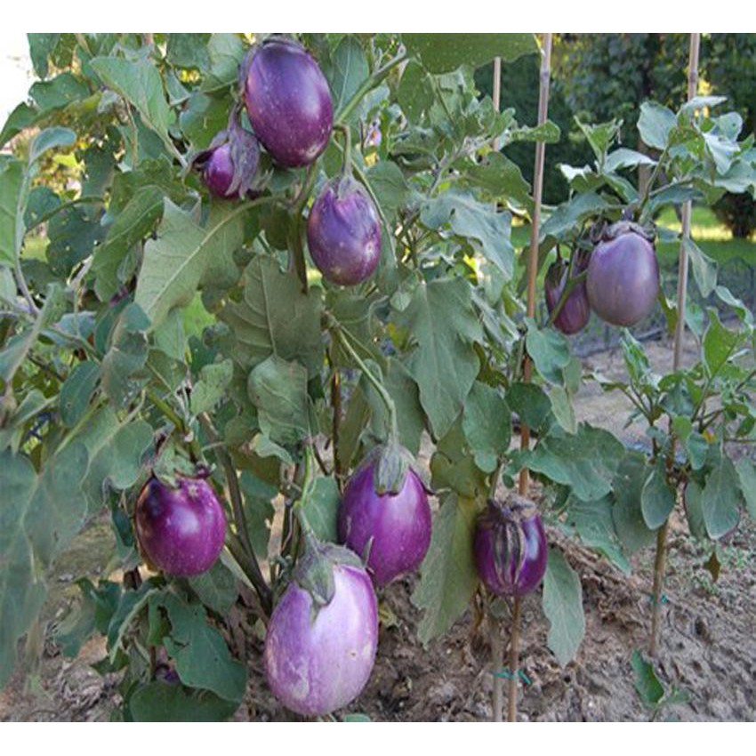 Hạt Giống Cà Bát Tím ( Tím Huế ) Gói 200 Hạt - Sao Việt Seeds