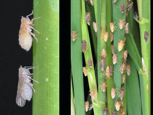 Chế phẩm sinh học Bio-B gói 30g