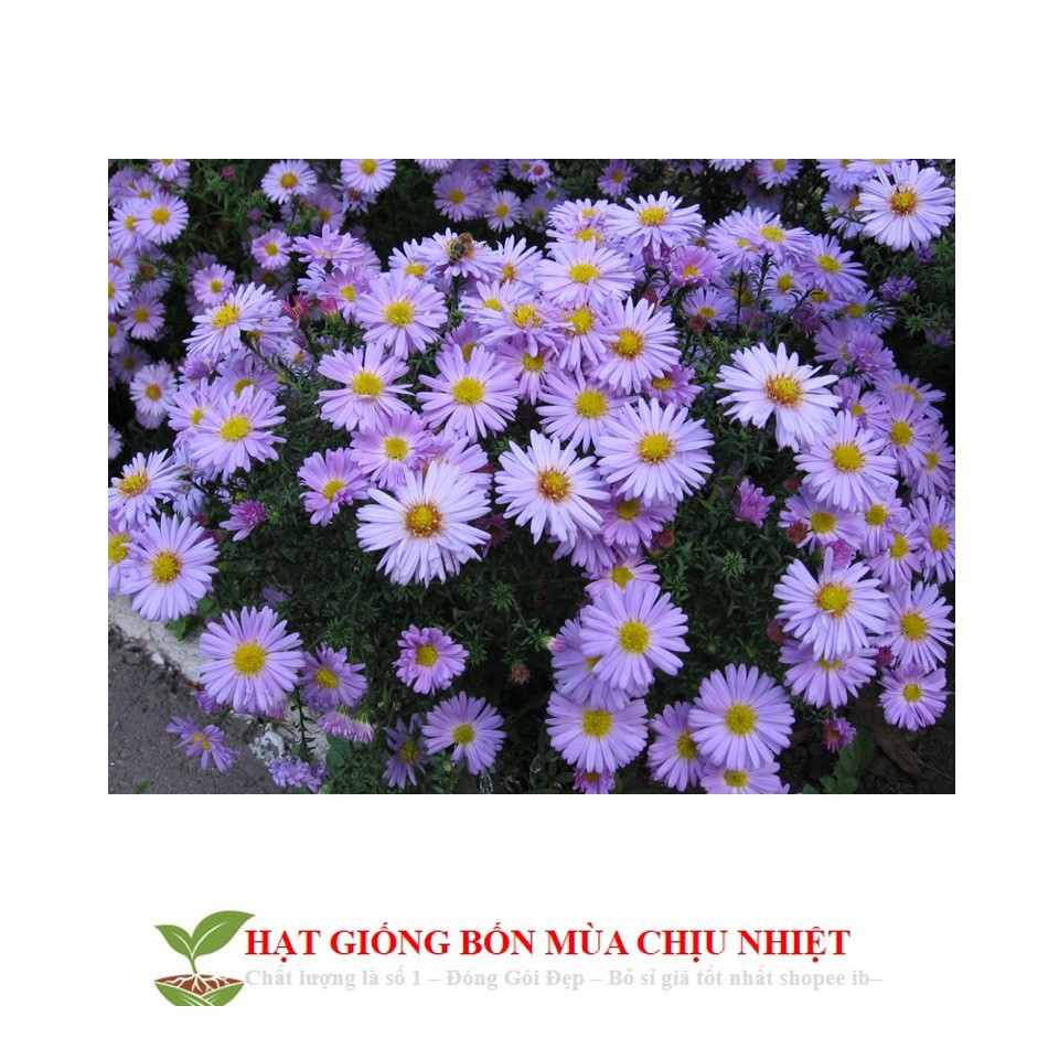 MJ51 Hạt Giống Hoa Thạch Thảo Lùn Mix 50 Hạt