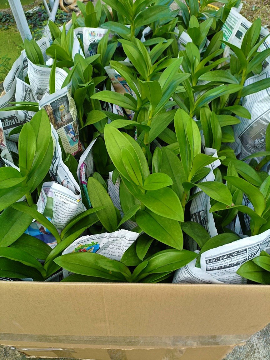 HOA LAN HỔ MANG XỔ CHỚP 5%