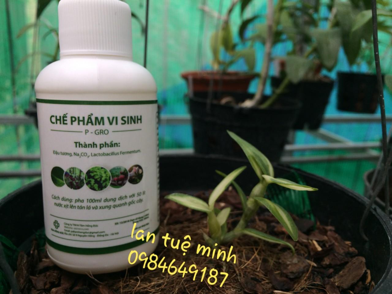 Chế phẩm vi sinh từ đậu tương P-GRO 100ml