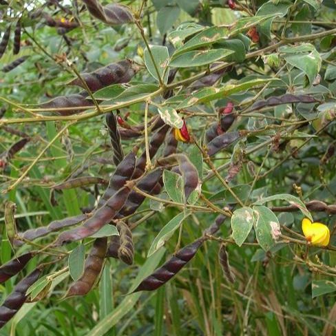 Hạt giống cây đậu săng ( đậu triều, đậu chiều, mộc đậu, đậu chè )gói 500gram