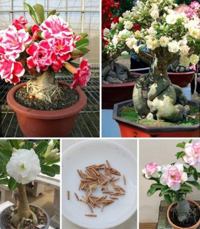 Hạt giống hoa Sứ thái kép