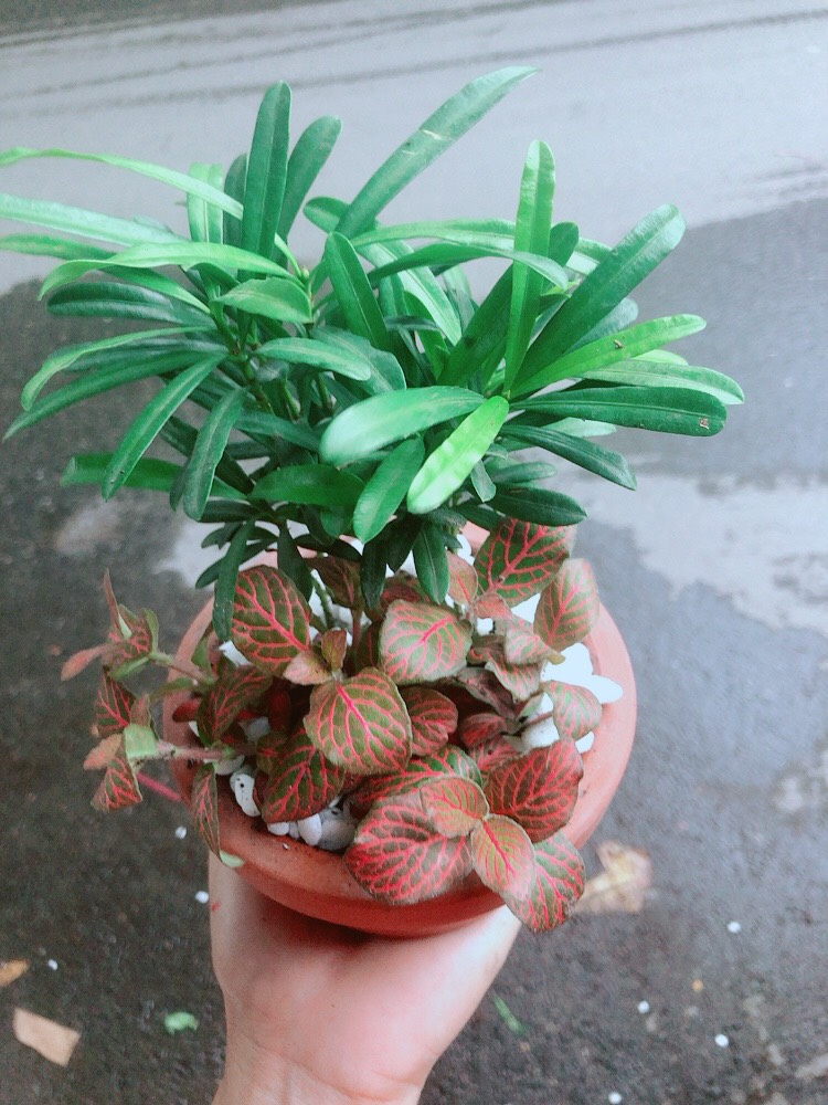 Chậu Tùng Vạn Niên+Cẩm Nhung (cây lá may mắn)