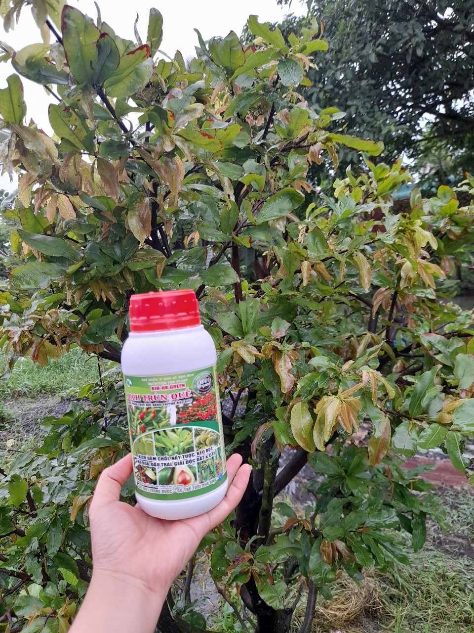 PHÂN BÓN LÁ TRÙN QUẾ HUMiC BIO-HK.GREEN. CHAI 500ml.