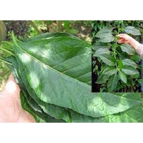 cây giống cây mật gấu (cây lá đắng)