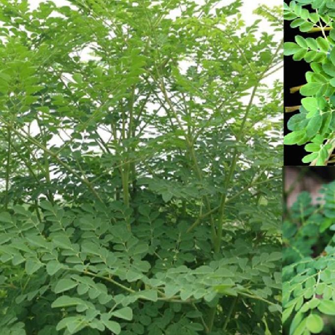 Hạt giống cây chùm ngây-gói 20 hạt