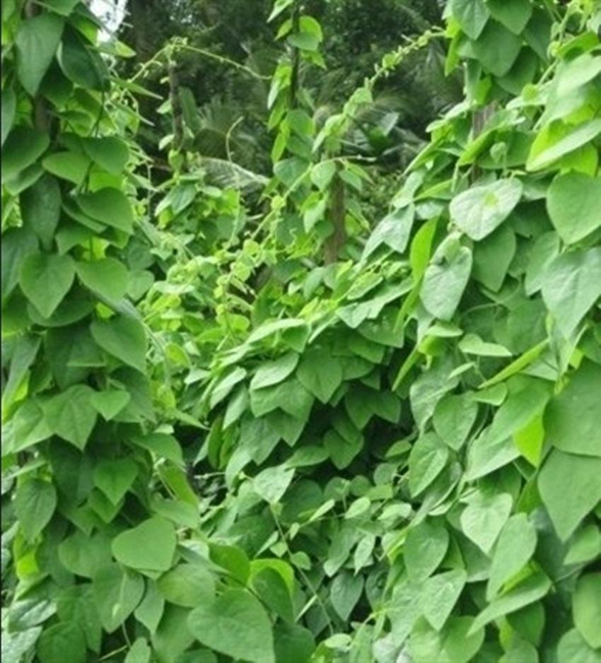 Hạt giống sương sâm lông