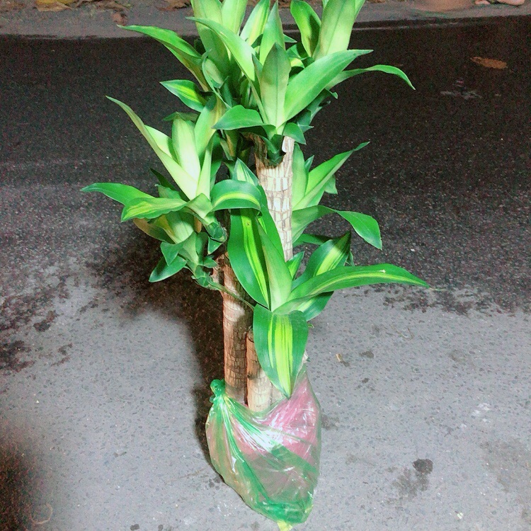 [HCM]Cây Phát Tài 5 Thân chỉ giao tại hcm