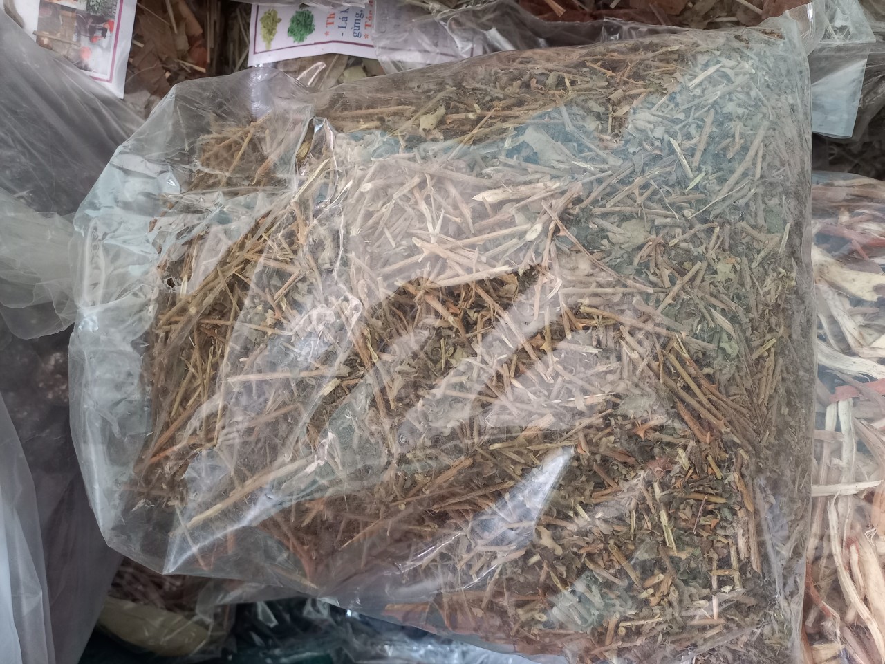 Cao cà gai leo quảng trị