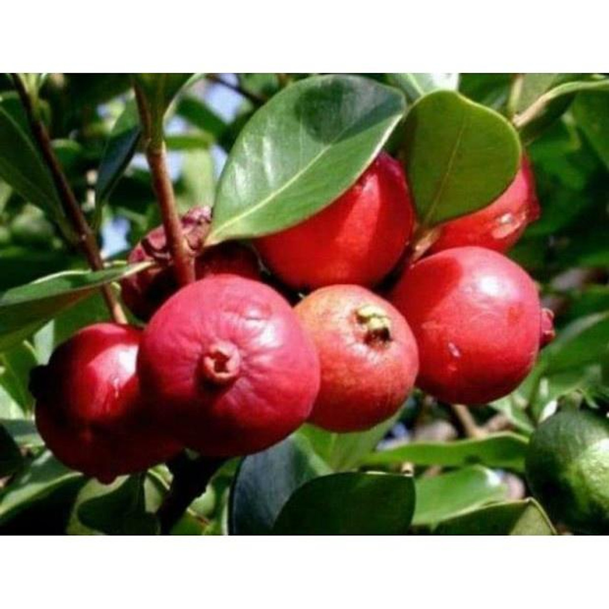 Cây ổi sim đỏ