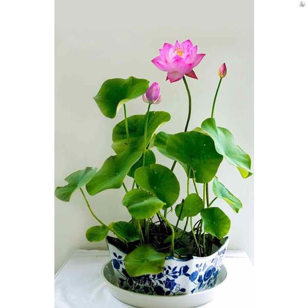 Dung Dịch Thủy Canh, thủy sinh HYDROPONIC 100ml