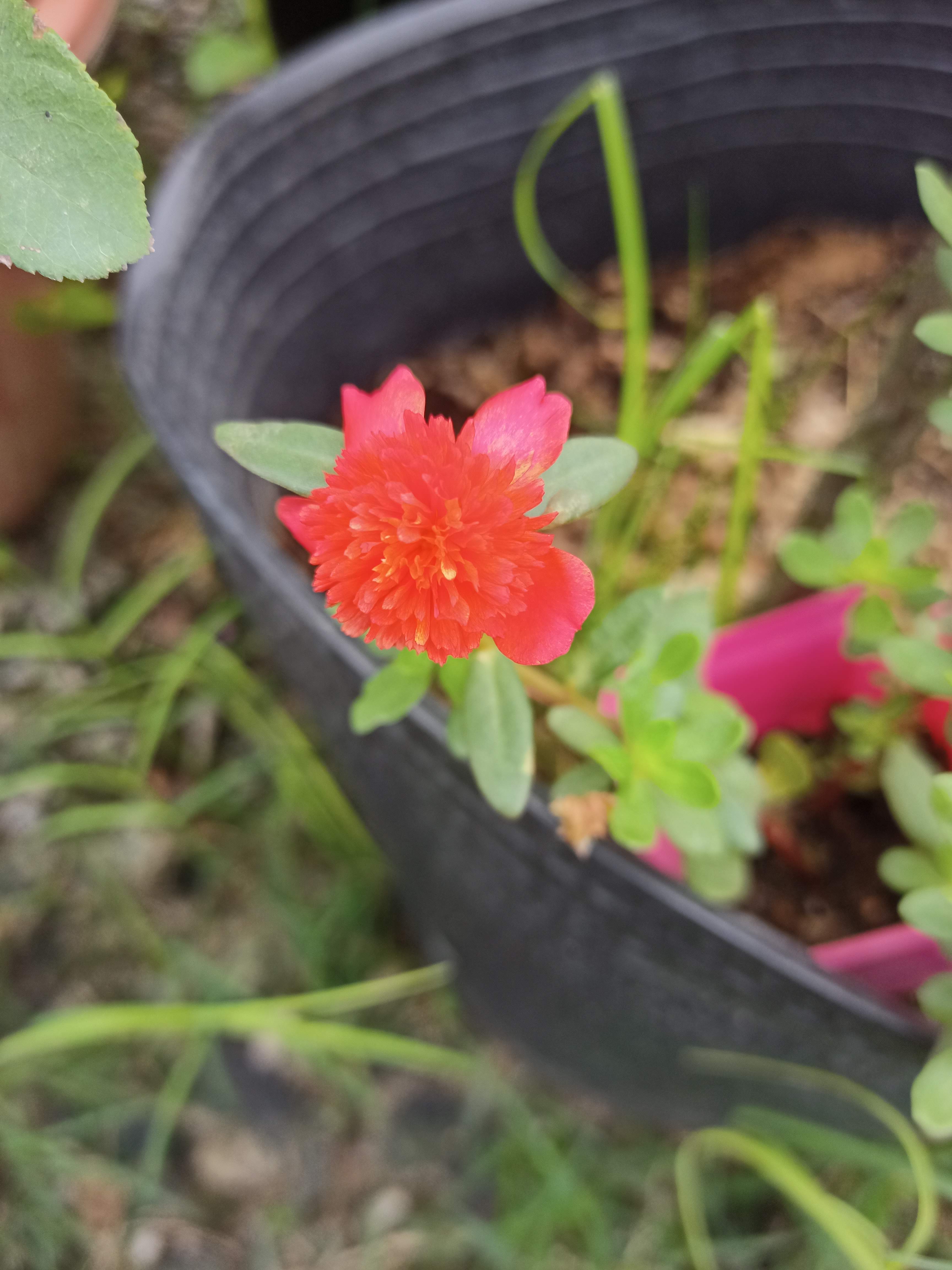 1 cây sam giống mới  - Summer Garden