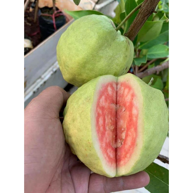 Cây ổi RuBy... siêu trái... cây đang trái.