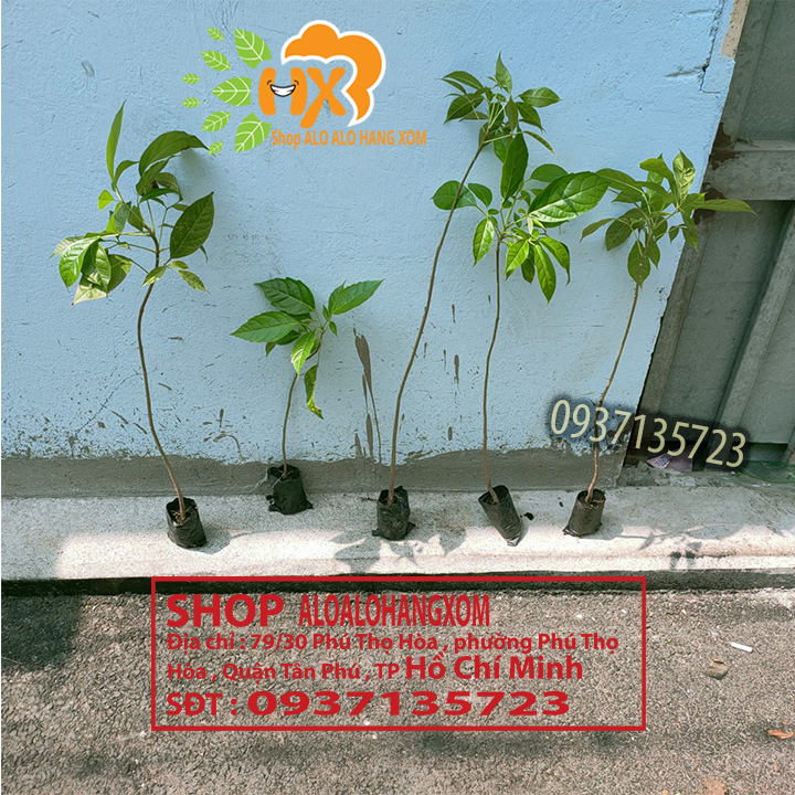 combo 5 cây kèn hồng cây giống