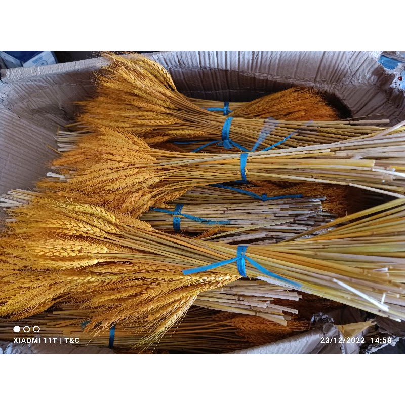 Bông lúa mạch nhuộm vàng