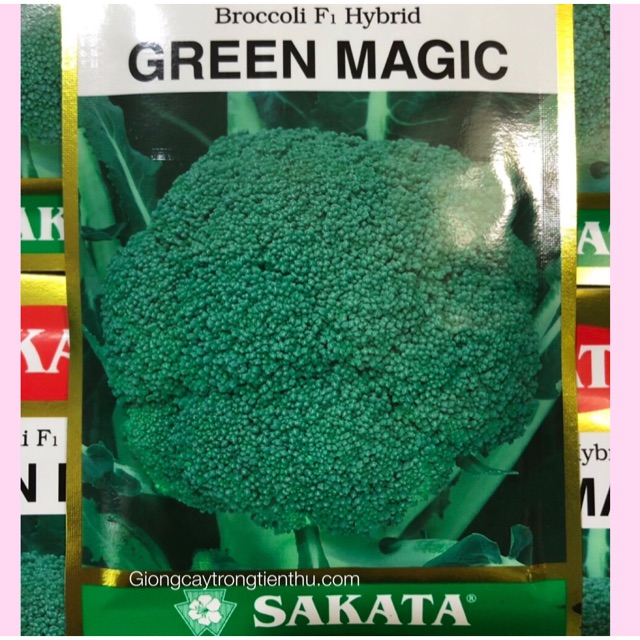 HẠT GIỐNG LƠ XANH F1 GREEN MAGIC (SAKATA)