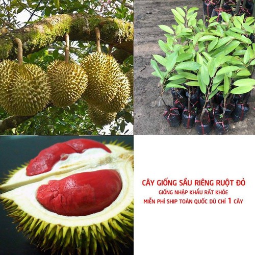 Sầu riêng ruột đỏ cây giống + (500g) phân thỏ hữu cơ