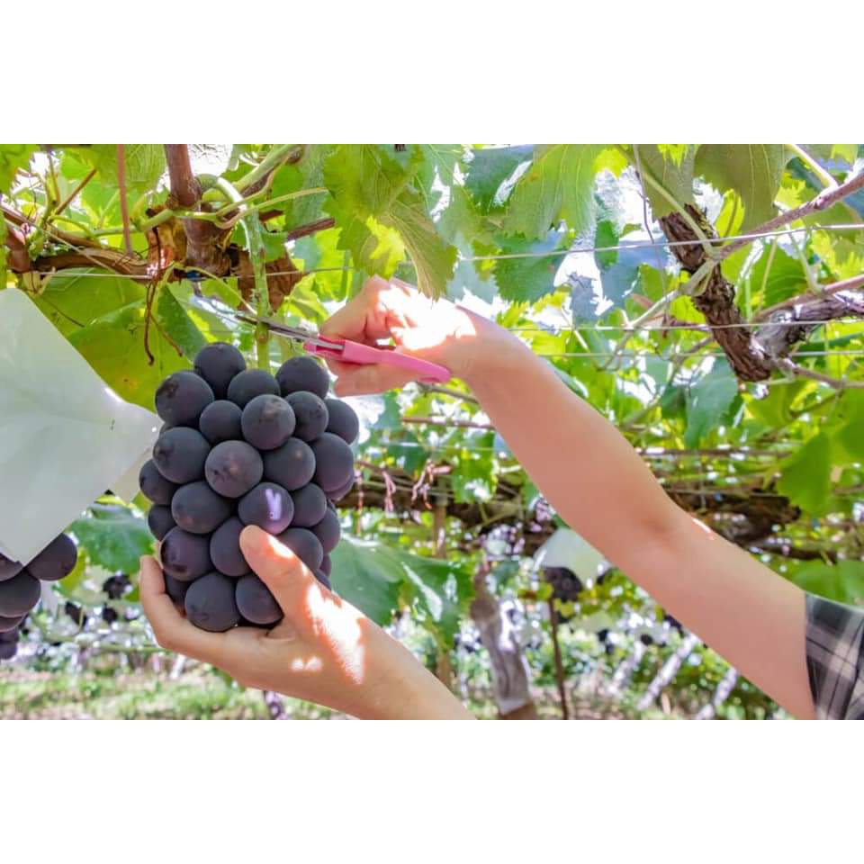 Cây Giống Nho đen Kyoho Nhật Bản (CÂY GHÉP MAU TRÁI)