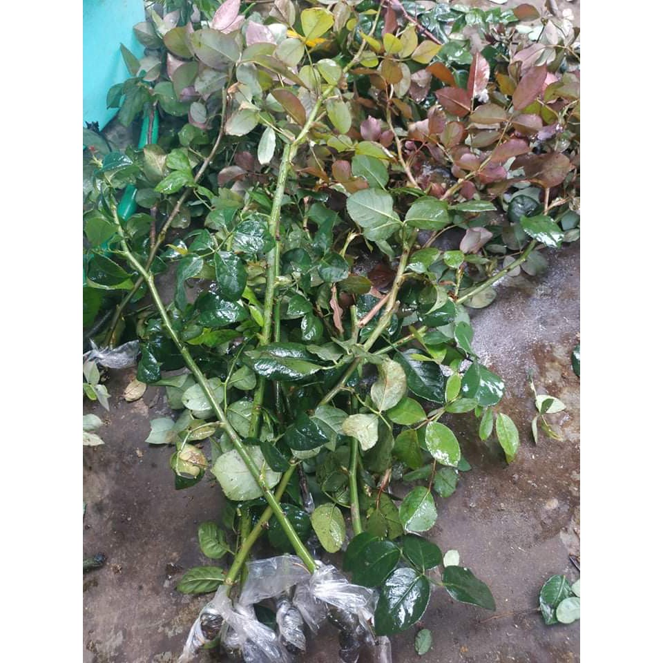 Cành Chiết Hồng Điều Cổ