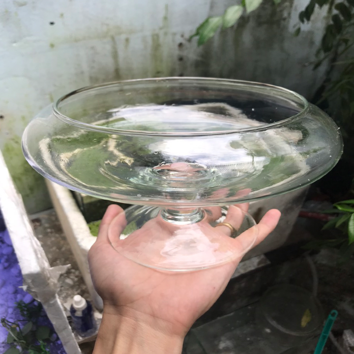 Bể cá để bàn -Bể Cá thủy Tinh Hồ Cá Mini Chậu Cây Có Chân - DC02