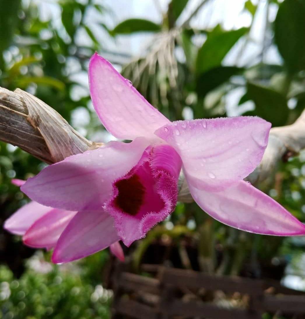 Giả hạc Nù Hồng Cánh Sáp - Cây con