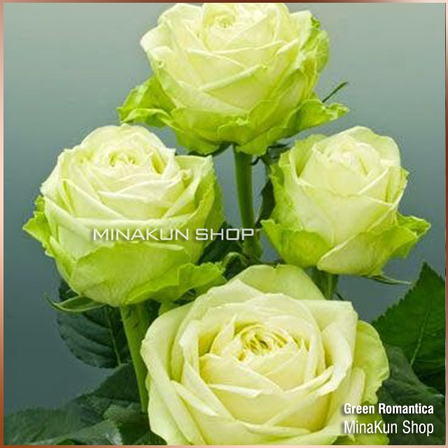 Hoa hồng ngoại Xanh Green Romantica cực thơm