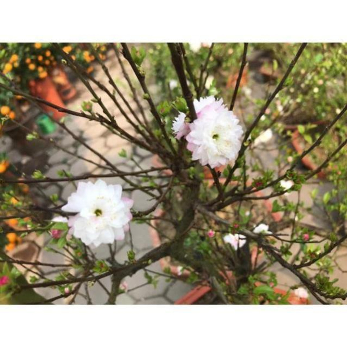 BẦU CÂY GIỐNG NHẤT CHI MAI