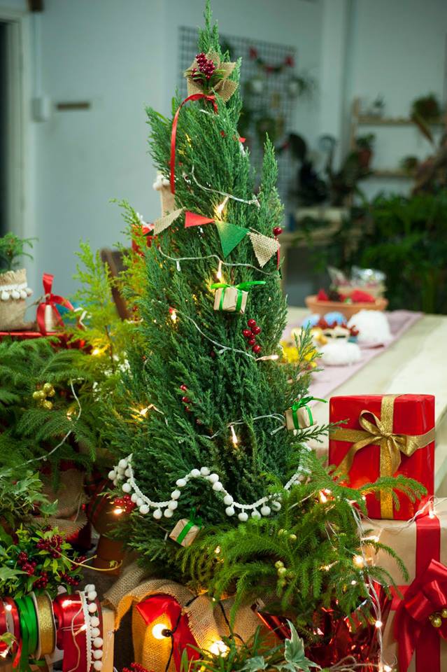Cây sơn tùng cao 40-90 cm+ trang trí noel