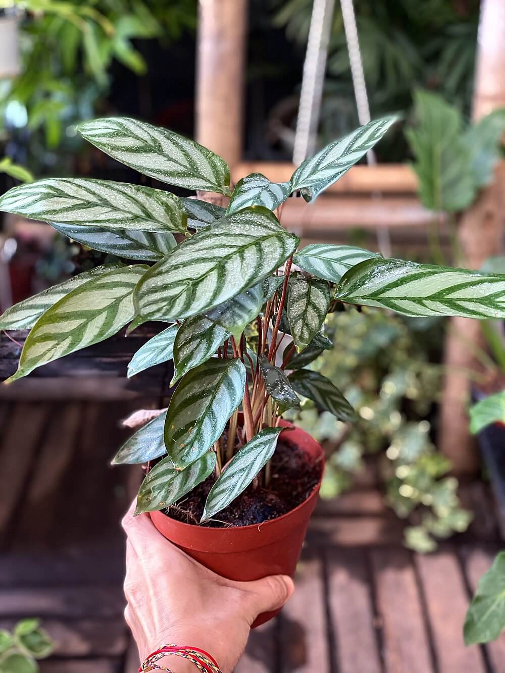 Cây Calathea setosa (Ngân Vũ Trúc Vu, Công Setosa, Đuôi Công Setosa) chậu nhựa