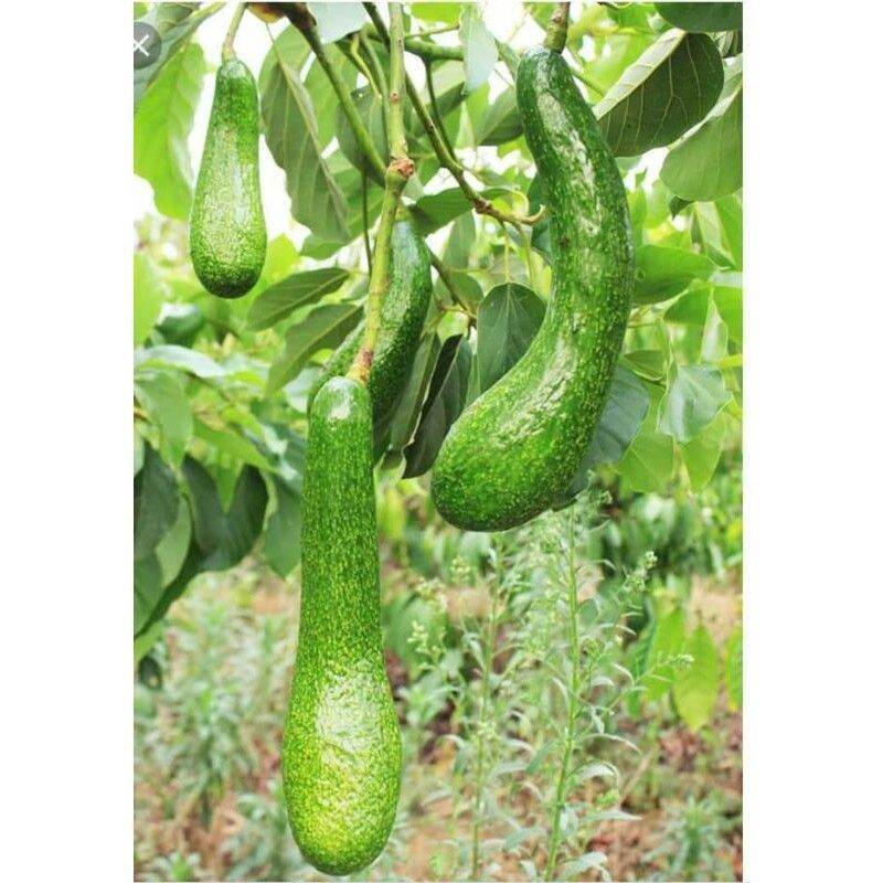 Cây giống Bơ 034 ( NỮ HOÀNG TRÁI DÀI giống đẹp, cây ghép cho trái sớm  )